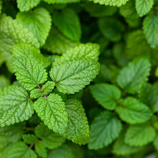 Herb Ingredients img